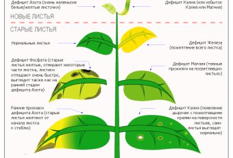 Болезни Аквариумных Растений Фото и Описание